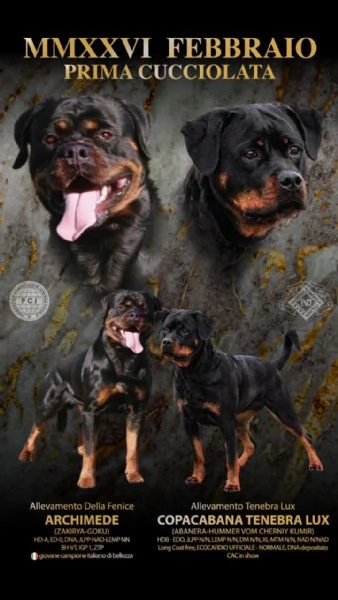 Cuccioli Rottweiler con pedigree 