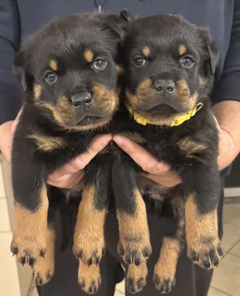 Cuccioli Rottweiler con pedigree | Foto 1