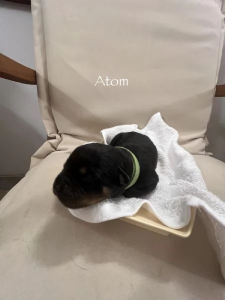 Cuccioli Rottweiler con pedigree  | Foto 1