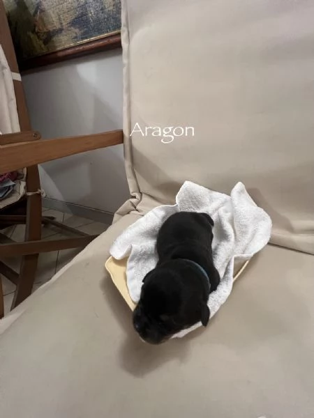 Cuccioli Rottweiler con pedigree  | Foto 0