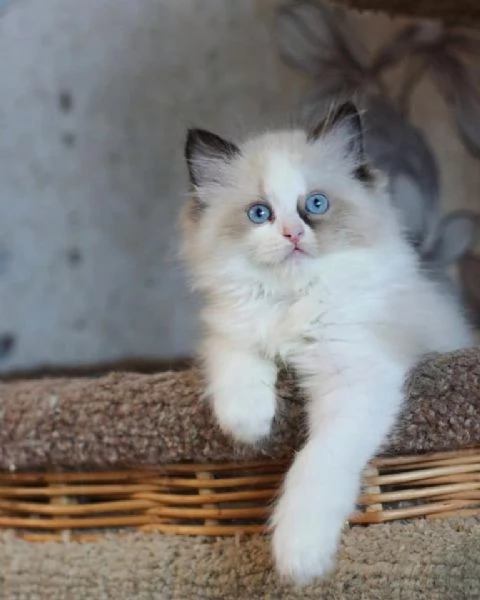 Cuccioli di Ragdoll | Foto 1