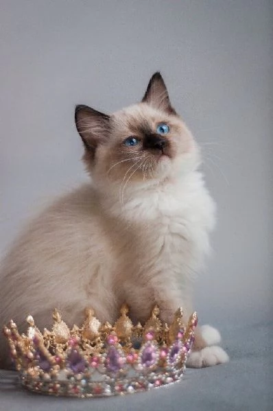 Cuccioli di Ragdoll | Foto 0