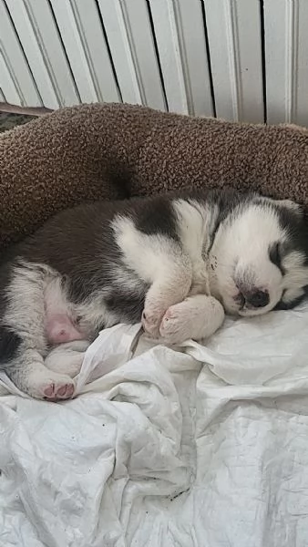 Cuccioli di Siberian Husky con pedigree | Foto 4