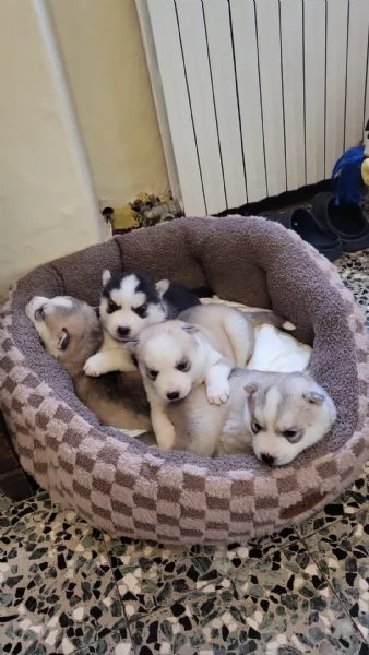 Cuccioli di Siberian Husky con pedigree | Foto 1