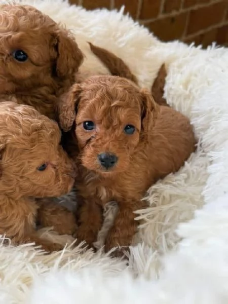 Cuccioli di barboncino disponibili per la vendita | Foto 1