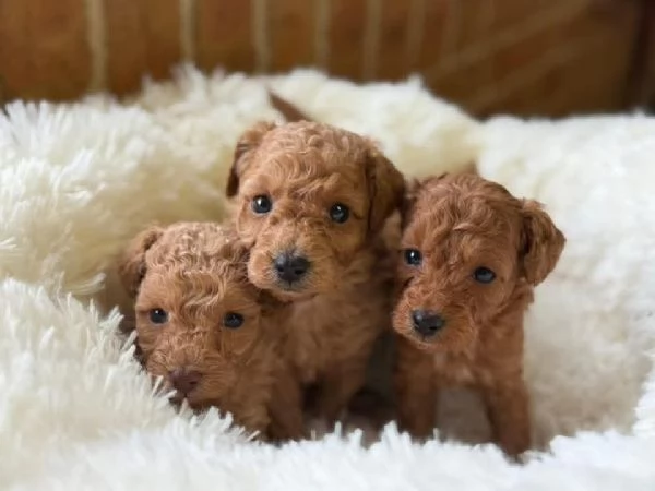 Cuccioli di barboncino disponibili per la vendita | Foto 0