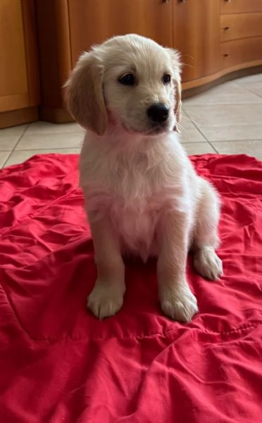 Golden Retriver Femmina