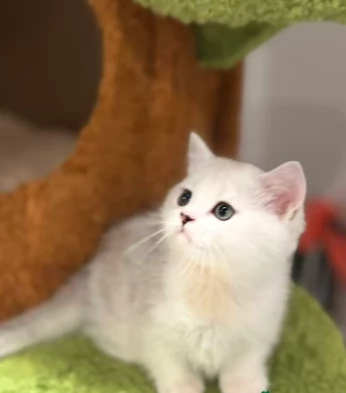 Adorabili gattini munchkin di razza pura