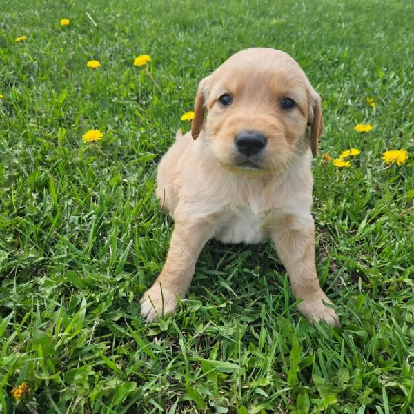 meravigliosi Golden Retriever per adozione