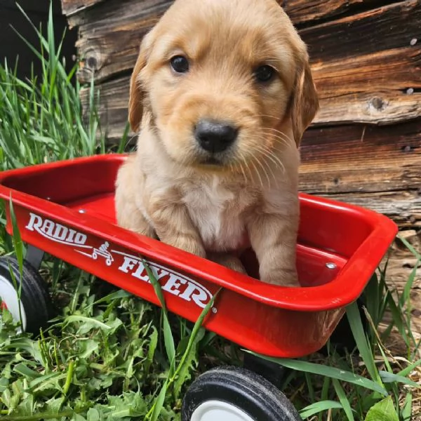 meravigliosi Golden Retriever per adozione