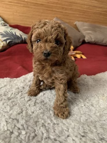 Cuccioli di barboncino teacup sani