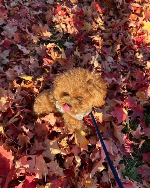 meravigliosi poodle per adozione | Foto 2