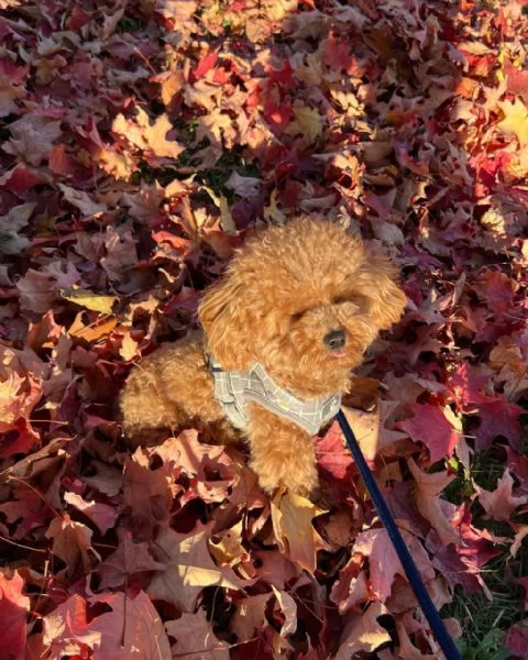 meravigliosi poodle per adozione | Foto 1