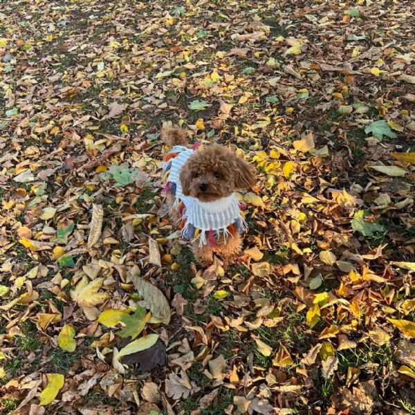 meravigliosi poodle per adozione