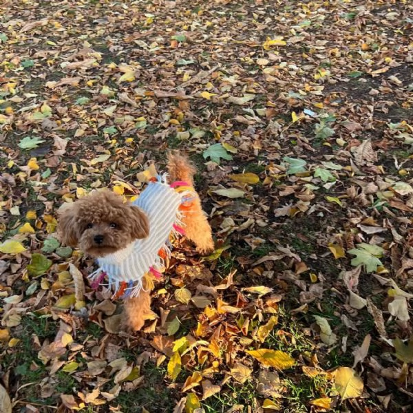 meravigliosi poodle per adozione | Foto 2