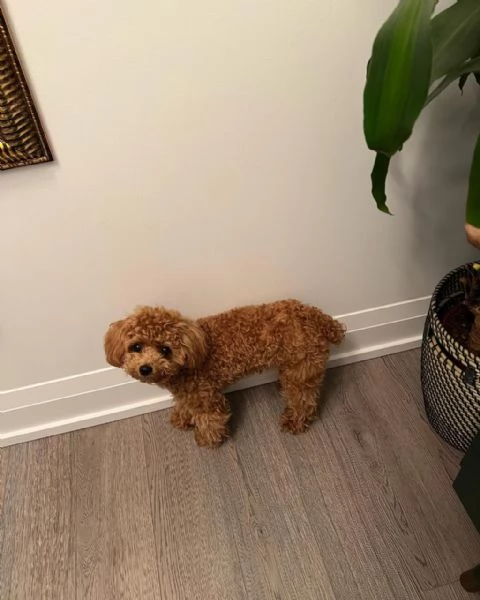 meravigliosi poodle per adozione