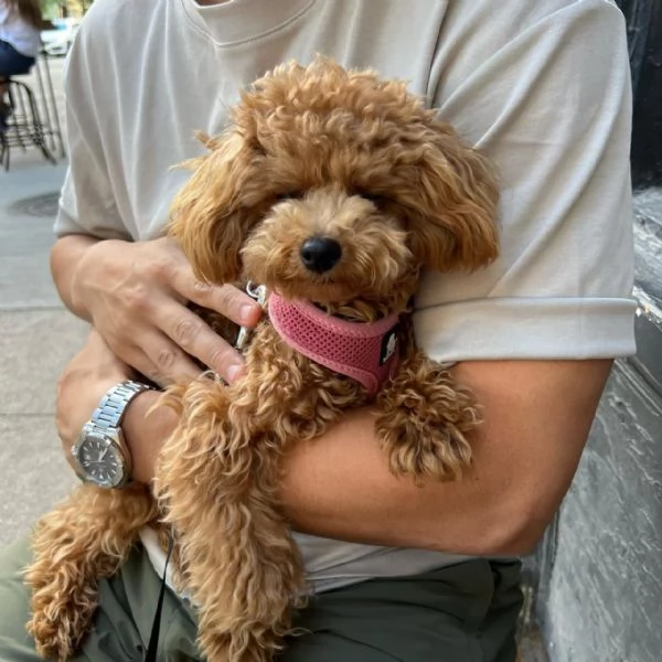 meravigliosi poodle per adozione | Foto 1