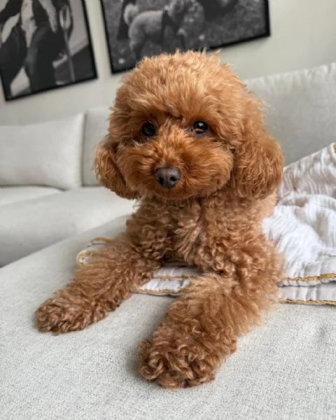 meravigliosi poodle per adozione