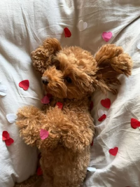 meravigliosi poodle per adozione | Foto 1