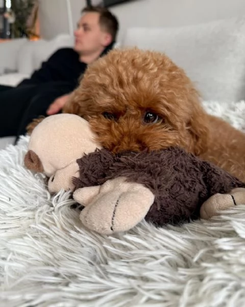 meravigliosi poodle per adozione | Foto 0