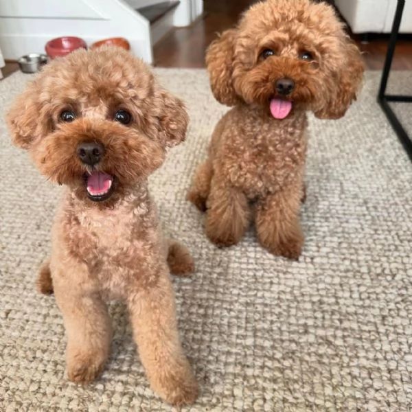 meravigliosi poodle per adozione | Foto 0