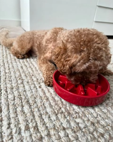 meravigliosi poodle per adozione | Foto 1