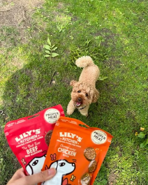 meravigliosi poodle per adozione