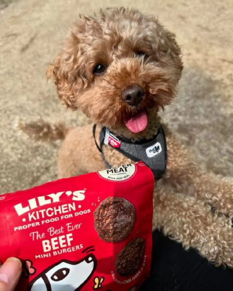 meravigliosi poodle per adozione | Foto 0