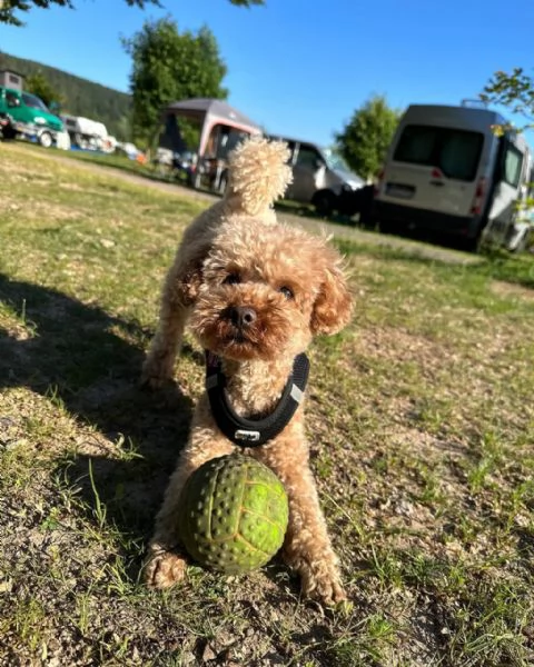 meravigliosi poodle per adozione | Foto 0