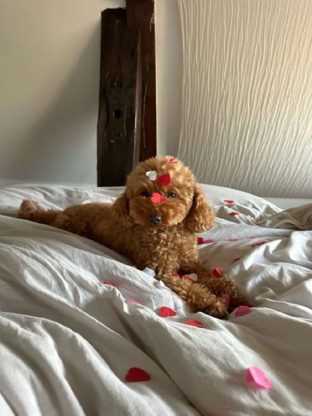 meravigliosi poodle per adozione