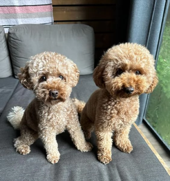 meravigliosi poodle per adozione | Foto 0