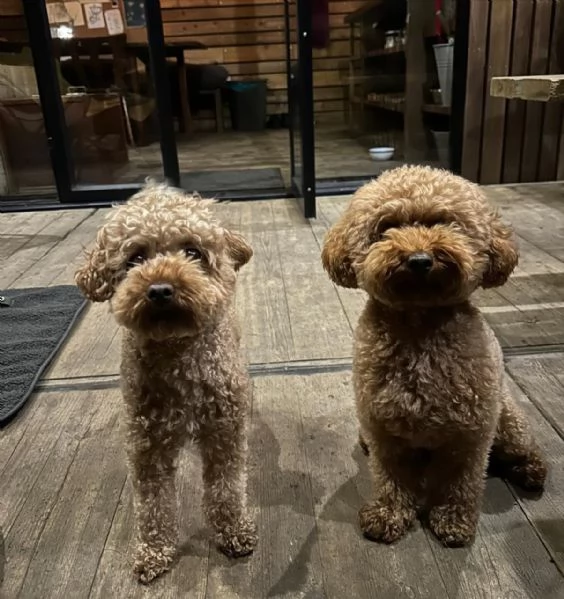 meravigliosi poodle per adozione | Foto 2