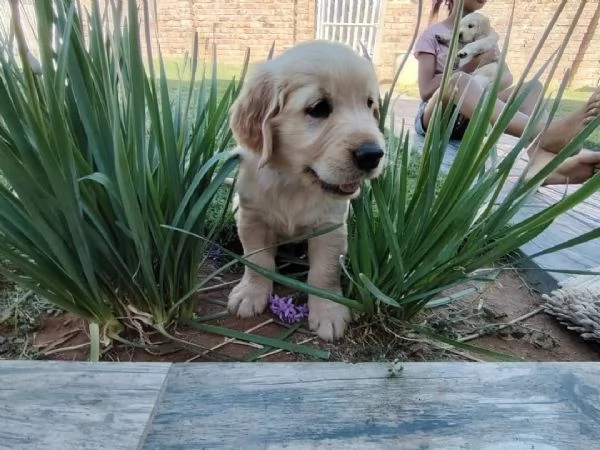 meravigliosi Golden Retriever per adozione | Foto 0