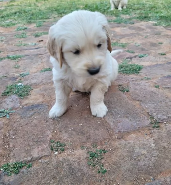 meravigliosi Golden Retriever per adozione | Foto 0