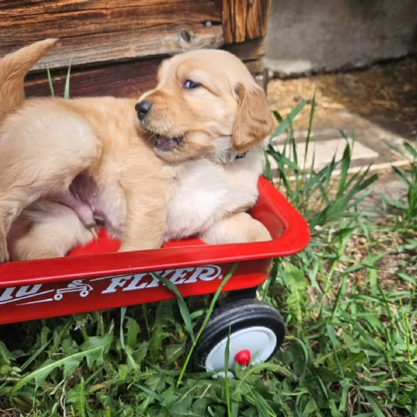 meravigliosi Golden Retriever per adozione | Foto 0