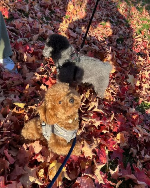 meravigliosi poodle per adozione | Foto 2