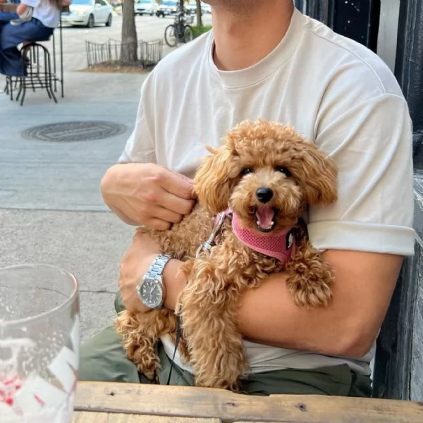 meravigliosi poodle per adozione