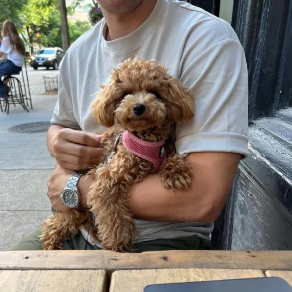 meravigliosi poodle per adozione | Foto 1