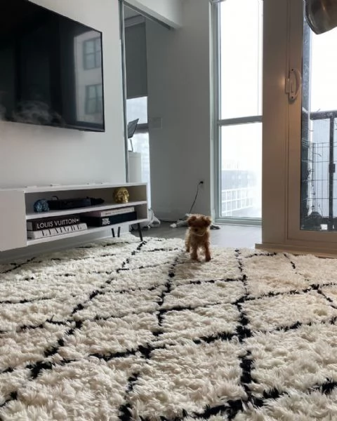 meravigliosi poodle per adozione | Foto 1