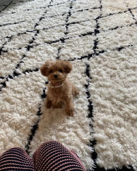 meravigliosi poodle per adozione | Foto 0