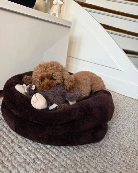 meravigliosi poodle per adozione | Foto 0