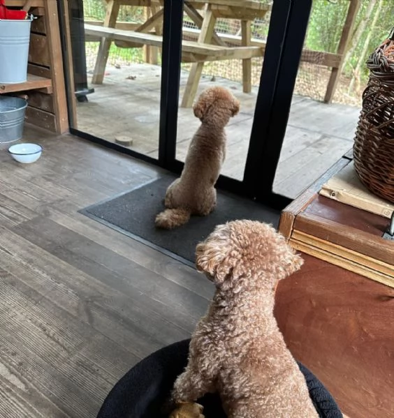 meravigliosi poodle per adozione