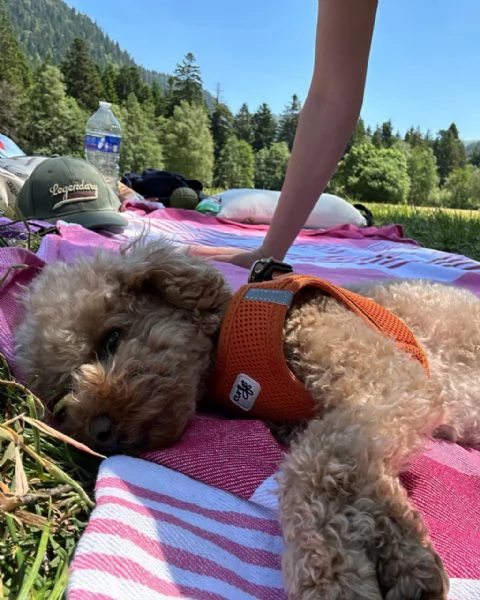 meravigliosi poodle per adozione
