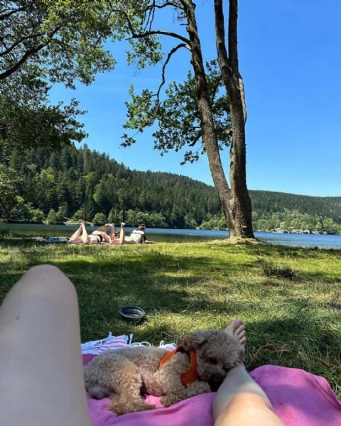 meravigliosi poodle per adozione | Foto 0