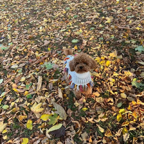 meravigliosi poodle per adozione | Foto 3