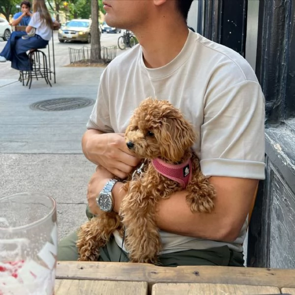 meravigliosi poodle per adozione | Foto 1