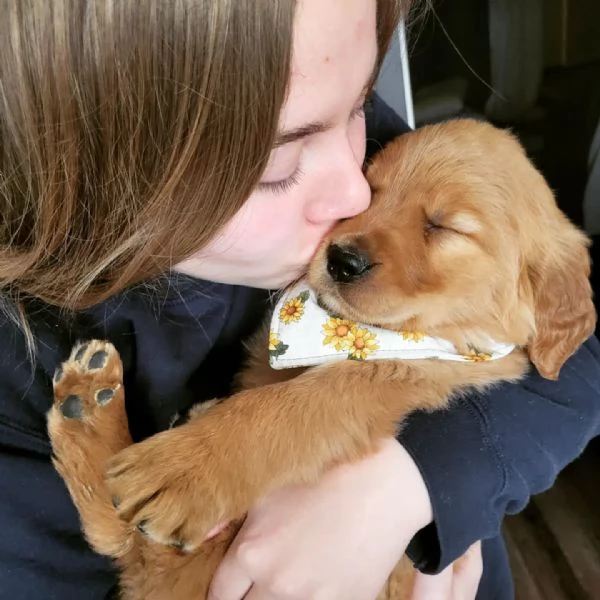 meravigliosi Golden Retriever per adozione | Foto 0