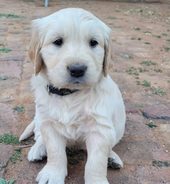 meravigliosi Golden Retriever per adozione | Foto 0