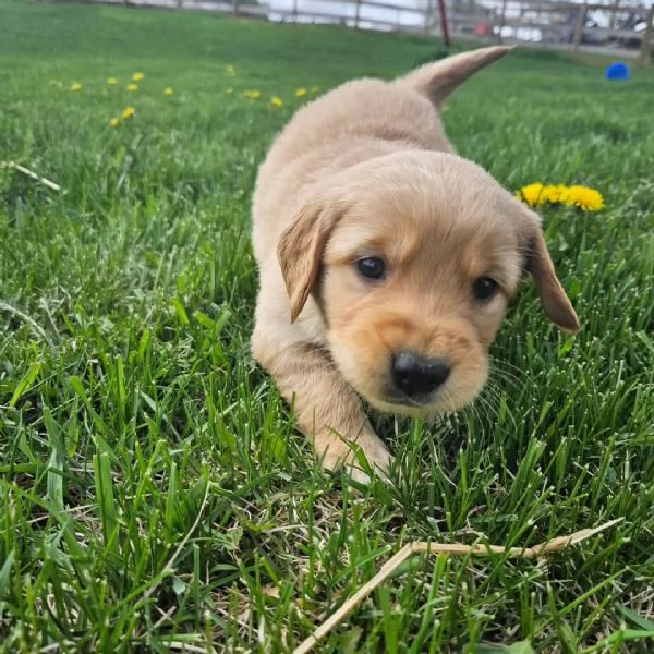 meravigliosi Golden Retriever per adozione | Foto 0