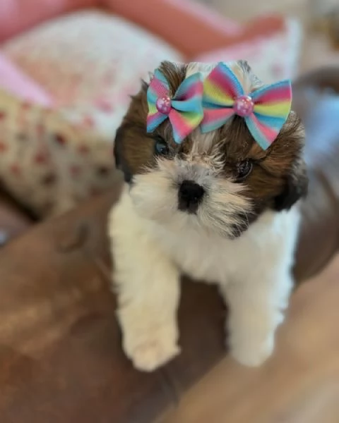 meravigliosi Shitzu per adozione | Foto 2